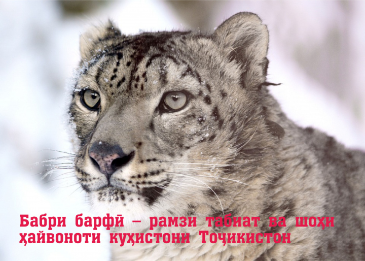 On October 23, celebrates International Snow Leopard Day