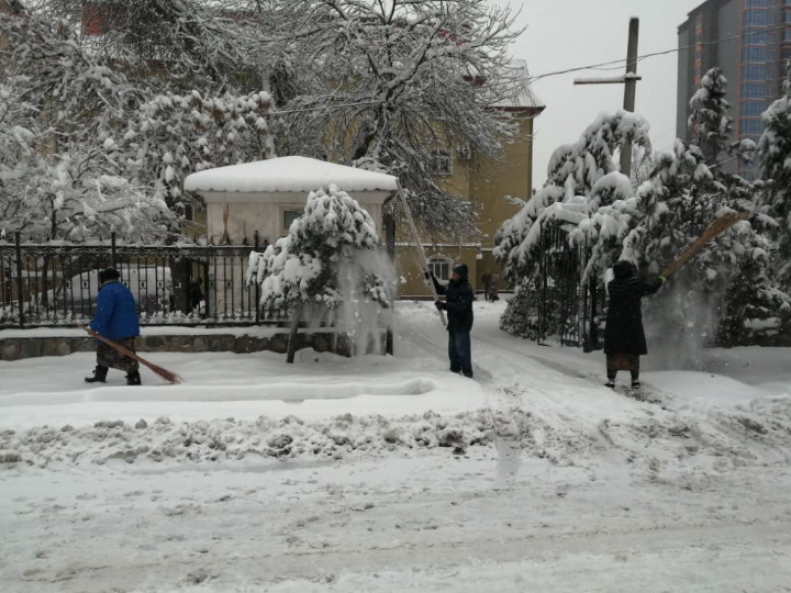 Clearing trees and shrubs from snow