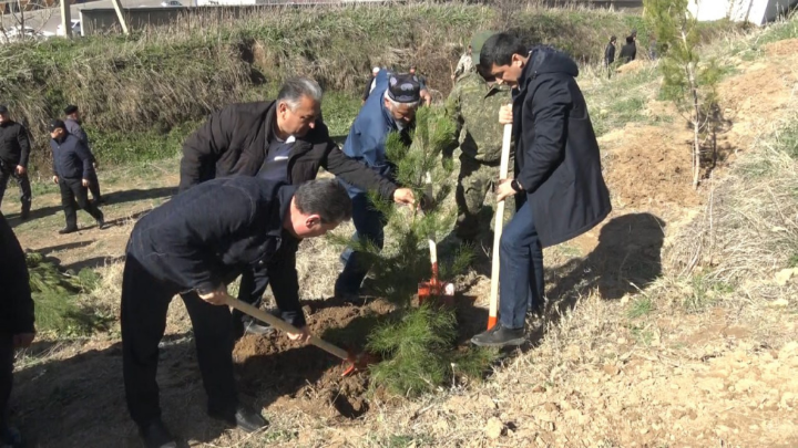 “GREEN COUNTRY” PROGRAM IN ACTION: SEEDLING PLANTING ACTIONS IN THE CITIES OF DUSHANBE AND VAHDAT