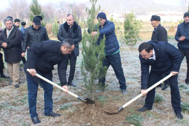 Проведение кампании по посадке деревьев в Мастчинском районе