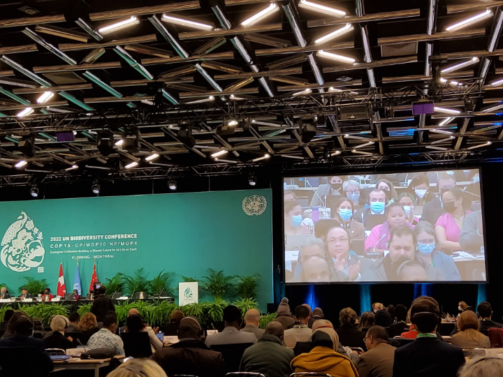 Пленарное заседание Конвенции ООН по биоразнообразию